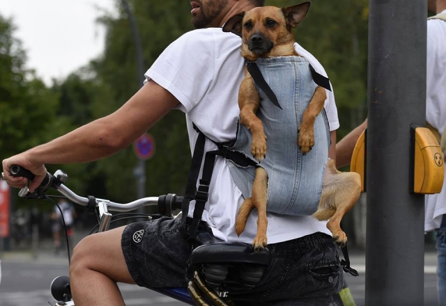perro en bici